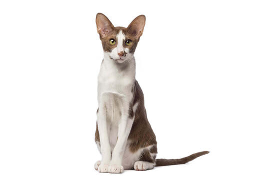 Oriental shorthair hypoallergenic hot sale cats for sale